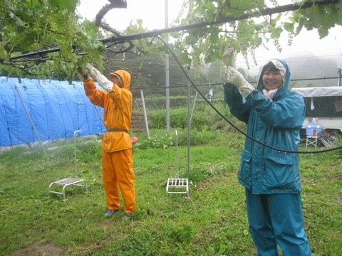 信州 長野県 生坂村 巨峰 季来里ふぁーむ・すずき