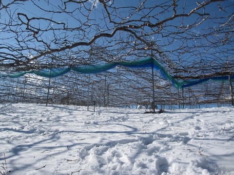 信州 長野県 生坂村 巨峰狩り