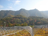 信州 長野県 生坂村 巨峰栽培