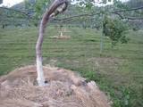信州 長野県 生坂村 巨峰栽培