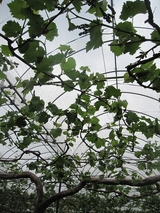 信州 長野県 生坂村 巨峰