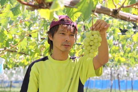 信州 長野県 シャインマスカット