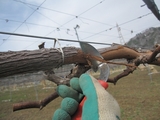 信州 長野 生坂村 種なしぶどう