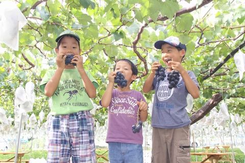信州 長野県 生坂村 巨峰狩り ぶどう狩り 季来里ふぁーむすずき