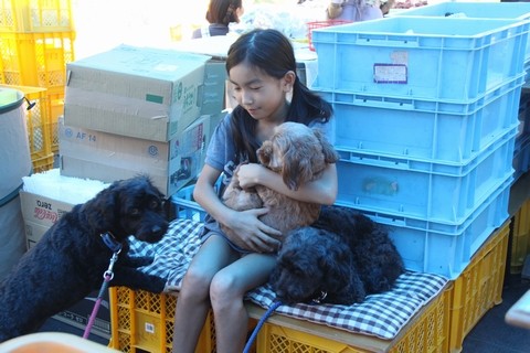 長野県 生坂村 ぶどう狩り 巨峰狩り きらりふぁーむすずき