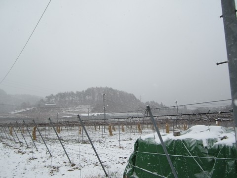 信州 長野県 生坂村 季来里ふぁーむ・すずき 巨峰狩り
