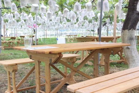 巨峰のぶどう狩り 信州 長野県 生坂村 季来里ふぁーむすずき