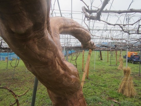 信州　長野県　生坂村　　ぶどうの木の皮むき作業