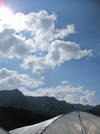 信州 長野県 生坂村 巨峰