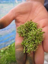 信州 長野県 生坂村 巨峰栽培