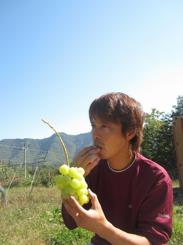 信州 長野県 生坂村 シャインマスカット 季来里ふぁーむ・すずき