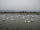 信州 長野 安曇野 白鳥
