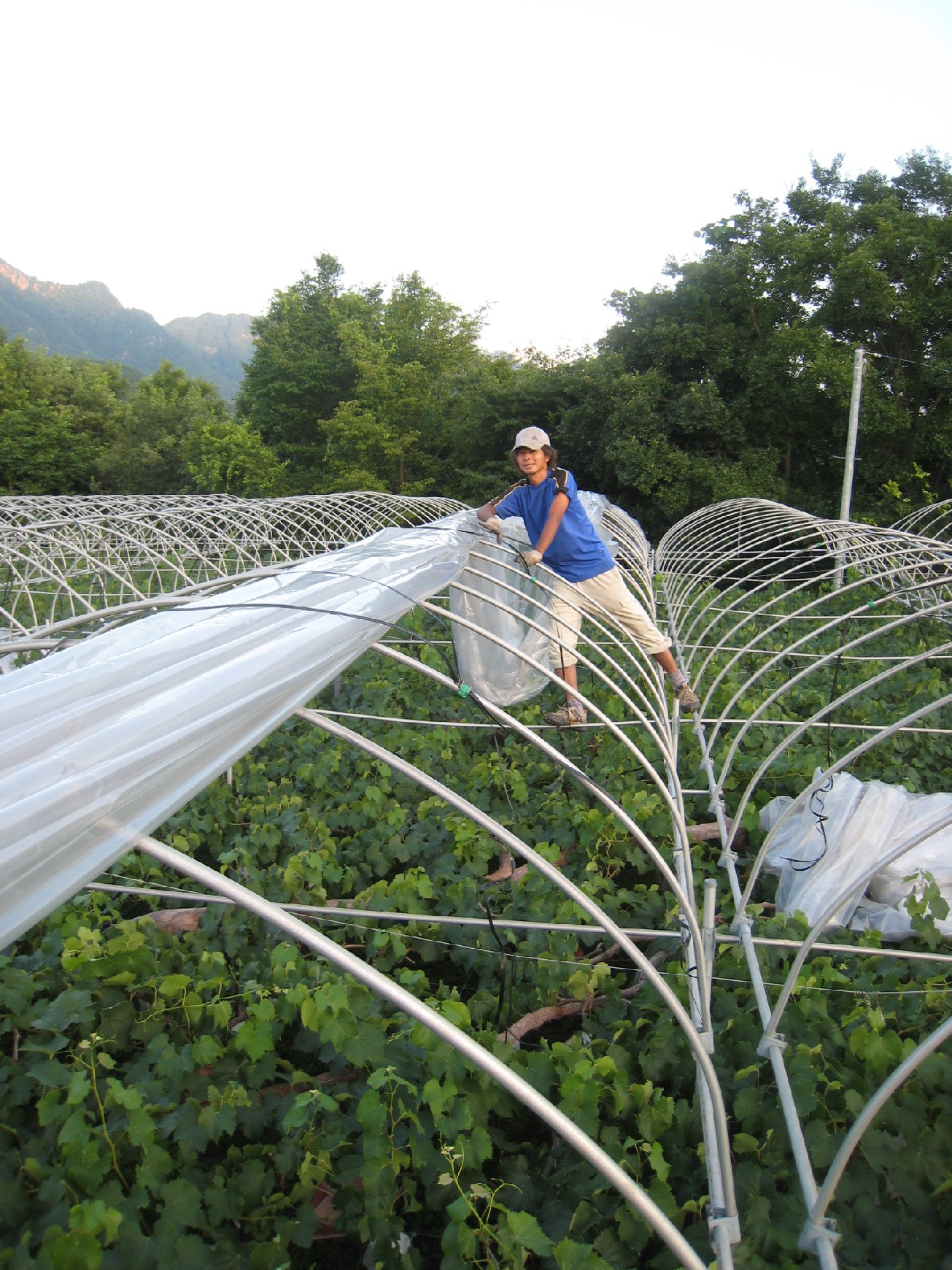 巨峰 雨よけビニール除去作業 信州 長野県 生坂村発 かおりんご日記