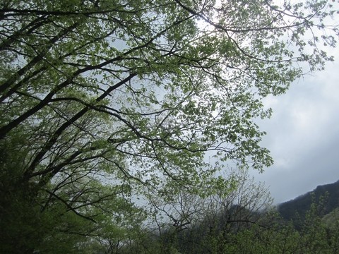 信州 長野県 生坂村 ぶどう 季来里ふぁーむ・すずき