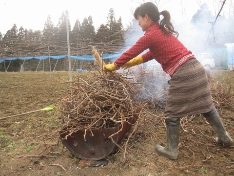 信州 長野県 生坂村 巨峰狩り 季来里ふぁーむ・すずき