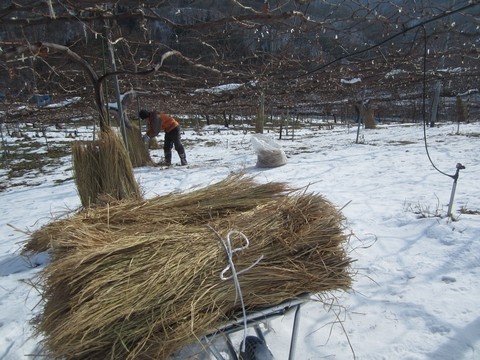 信州 長野県 生坂村 巨峰狩り 季来里ふぁーむ・すずき
