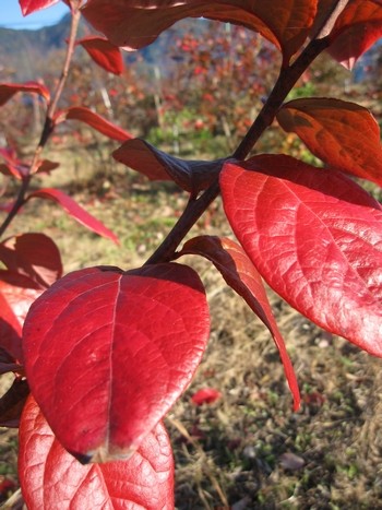信州 長野県 生坂村 ブルーベリー 紅葉