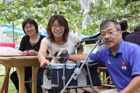 信州 長野県 生坂村 ぶどう狩り 巨峰狩り 季来里ふぁーむすずき