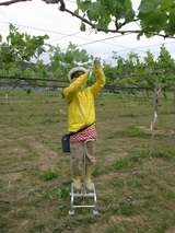 信州 長野県 生坂村 巨峰