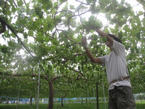 信州 長野県 生坂村 巨峰 季来里ふぁーむ・すずき