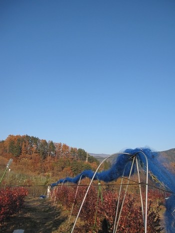 信州 長野県 生坂村 ブルーベリー