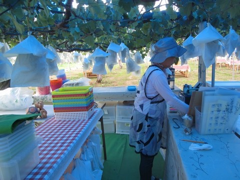 信州 長野県 生坂村 ナガノパープル