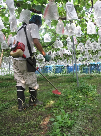 信州 長野県 生坂村 巨峰狩り