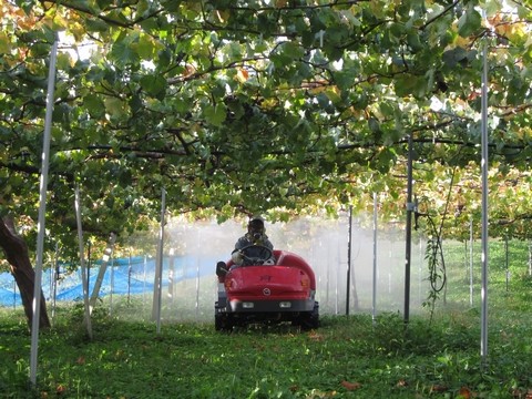 信州 長野県 生坂村 ぶどう 季来里ふぁーむ・すずき