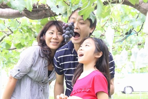 信州 長野県 生坂村 ぶどう狩り 巨峰狩り 季来里ふぁーむすずき