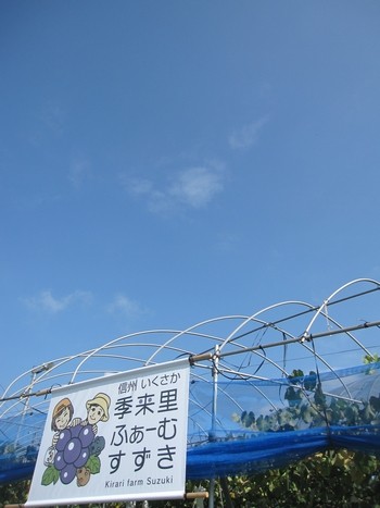 信州 長野県 生坂村 ぶどう園