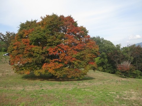 信州 長野県 池田町 大峰高原 七色大カエデ