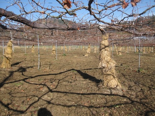 信州 長野県 生坂村 巨峰狩り