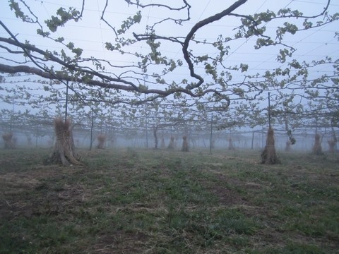 信州 長野県 生坂村 遅霜