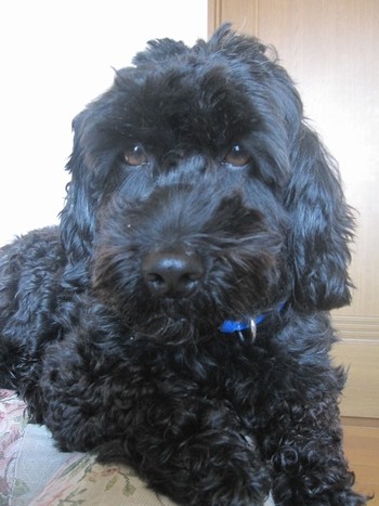 信州 長野県 生坂村 犬