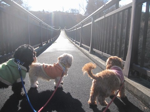 信州 長野県 生坂村 吊り橋