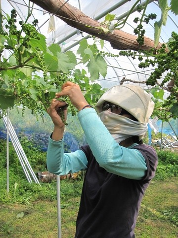 信州 長野県 生坂村 ぶどう狩り