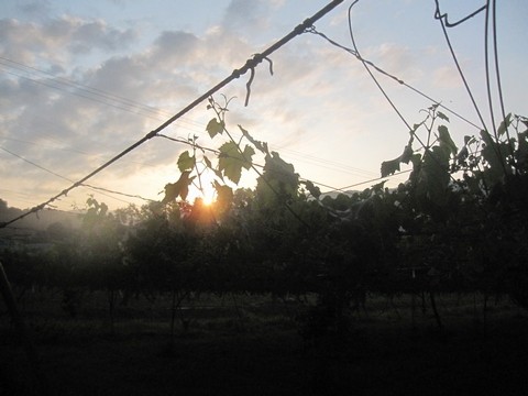 信州 長野県 生坂村 巨峰狩り 季来里ふぁーむ・すずき