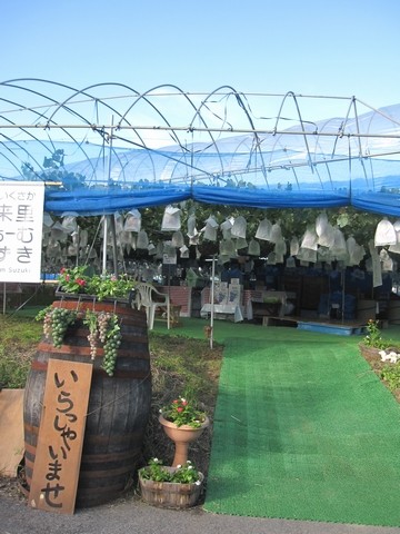 信州 長野県 生坂村 ぶどう狩り きらりふぁーむ
