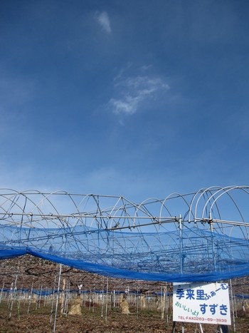 信州 長野県 生坂村 巨峰