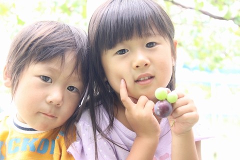 信州 長野県 生坂村 ぶどう狩り 巨峰狩り 季来里ふぁーむすずき