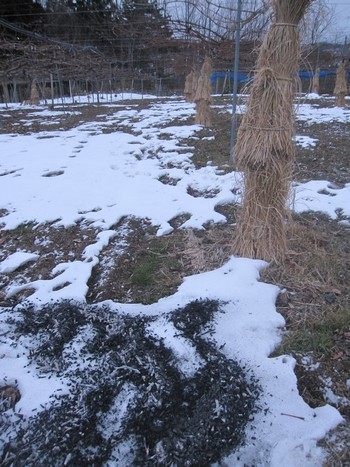 信州 長野県 生坂村 種なしぶどう