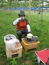 信州 長野県 生坂村 ぶどう