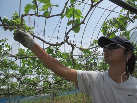 信州 長野県 生坂村 巨峰 きらりふぁーむ