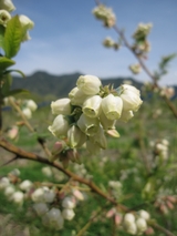 信州 長野県 生坂村 ブルーベリー