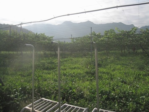 信州 長野県 生坂村 ぶどう園 季来里ふぁーむ・すずき
