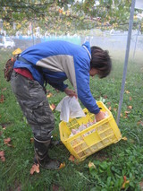 信州 長野県 生坂村 ぶどう園
