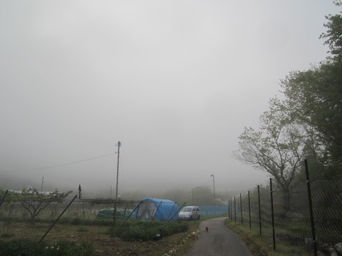 信州 長野県 生坂村 ぶどう 遅霜