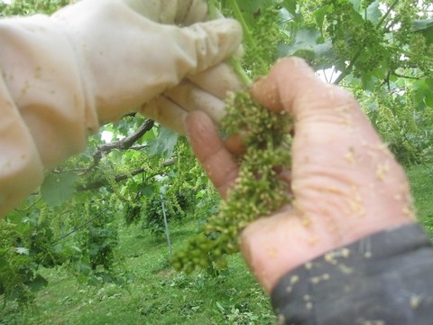 信州 長野県 生坂村 ぶどう直売 きらりふぁーむ