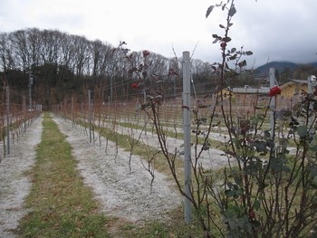 信州 長野県 ワイナリー