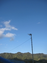信州 長野県 生坂村 巨峰